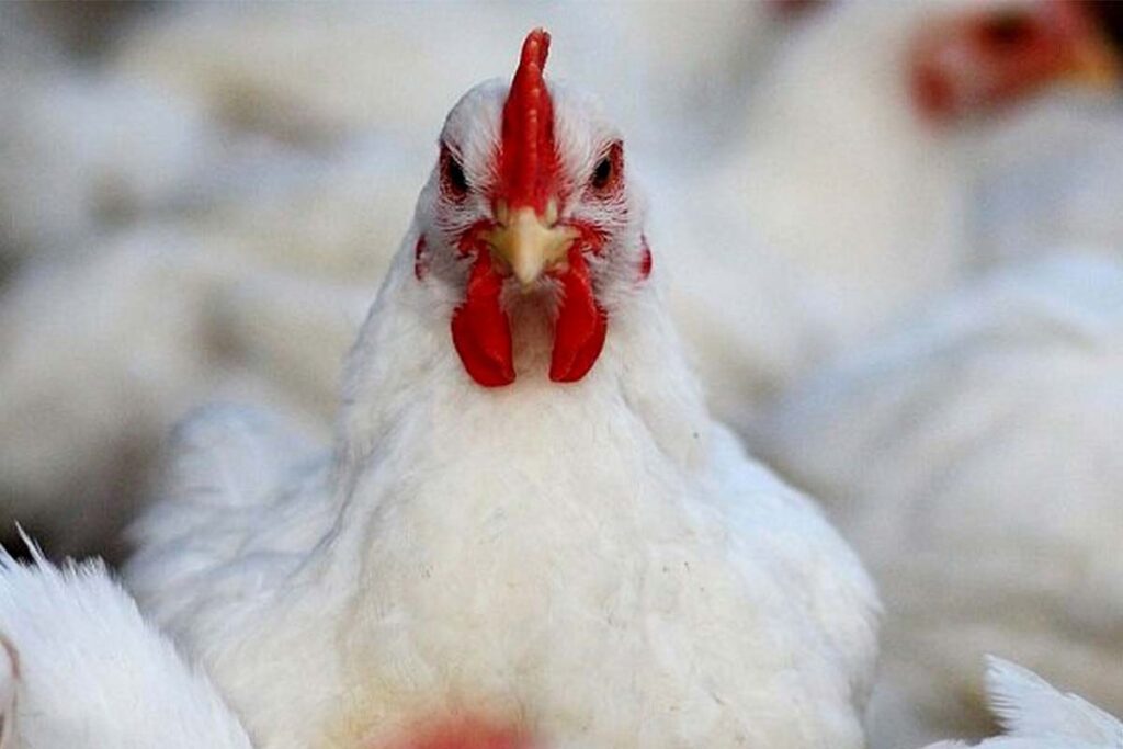 فارم پرورش مرغ گوشتی