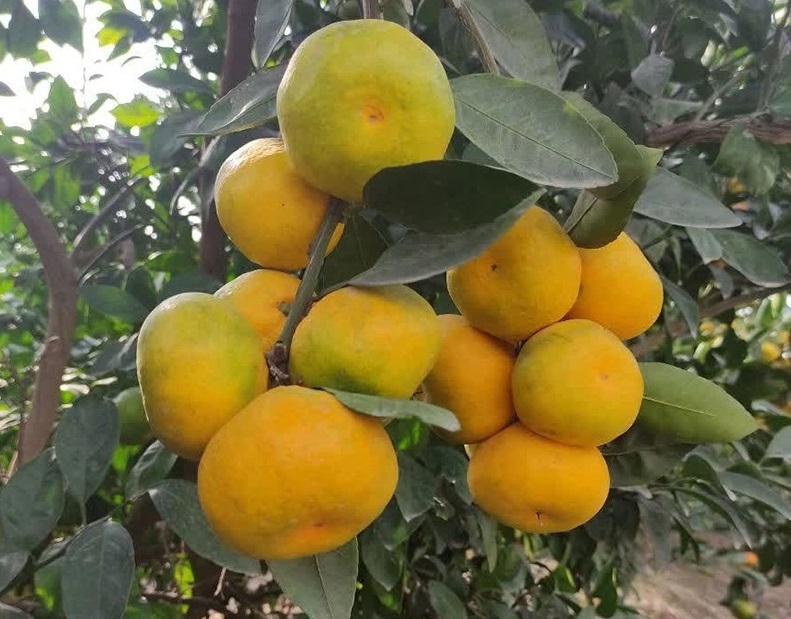 فارم تولید مرکبات