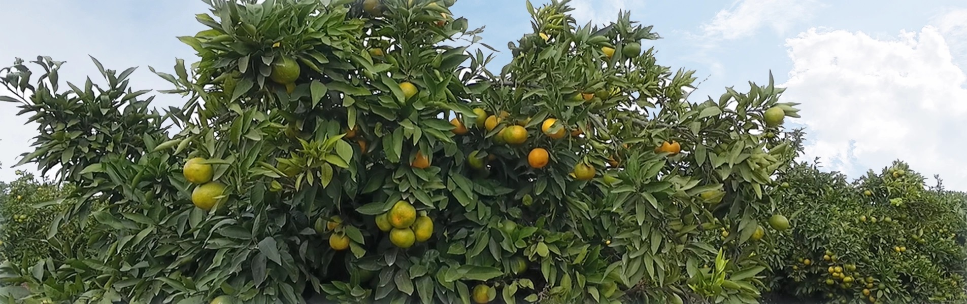 ۰